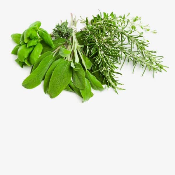 Flavour Leaves 香料叶